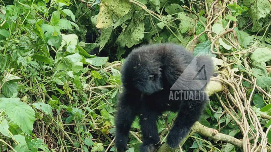 Un bébé gorille de montagne dans le parc des Virunga 