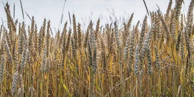 A eux seuls, la Russie et l'Ukraine représentent environ 30 % du commerce international de blé. © YANN AVRIL/Biosphoto via AFP